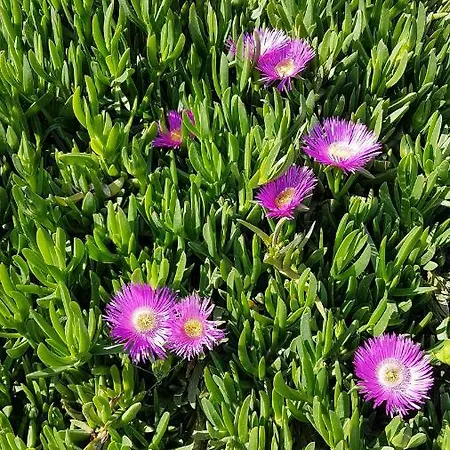 Studio Two Roses * Split