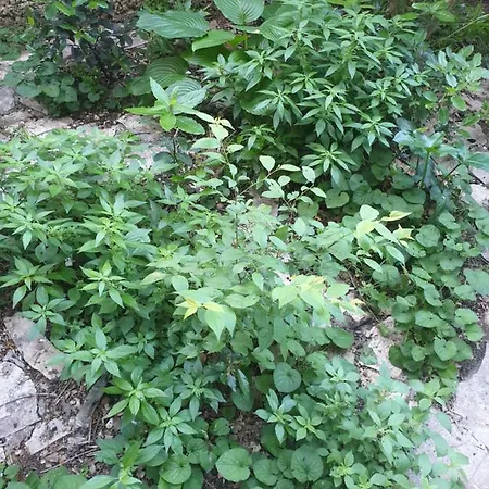 Studio Two Roses * Split