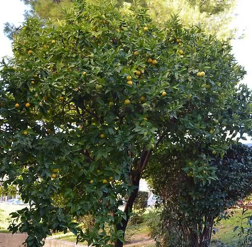 Studio Two Roses Apartman