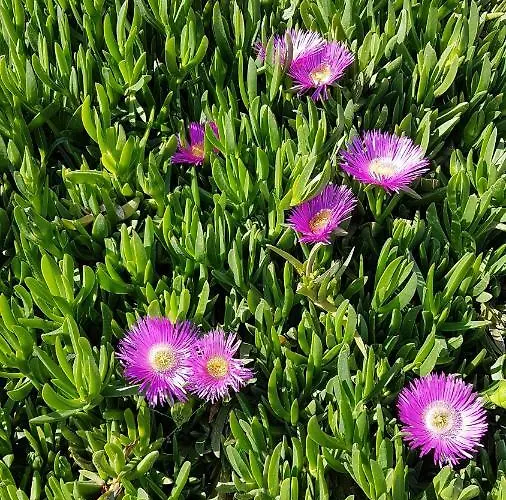 Studio Two Roses * Split